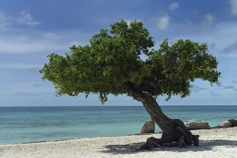 Un árbol fofoti inclinado por el viento sobre la arena blanca de Eagle Beach, en Aruba, con el mar turquesa y nubes de fondo